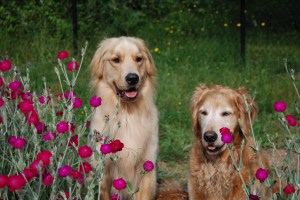 K9 Magnum with his older sister Sierra. 